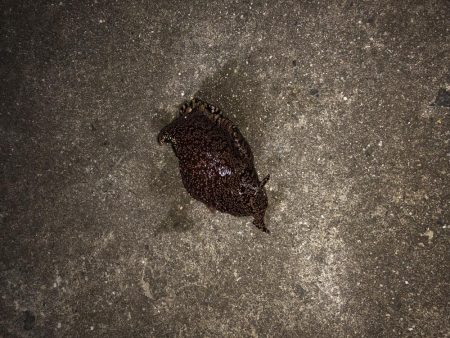 今シーズン初のメバルのはずが……