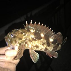 メバリングのはずがガシラとサバ