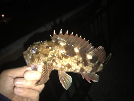 メバリングのはずがガシラとサバ