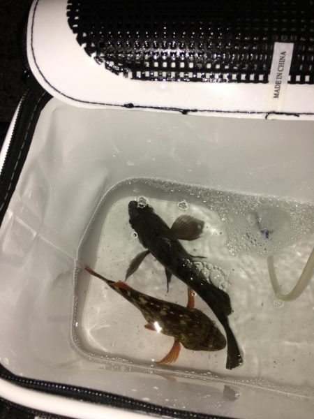 メバル、ガシラ、タチウオ