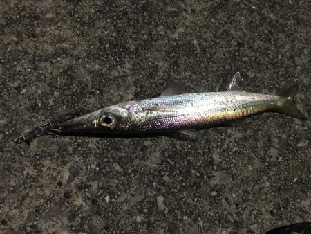 良型のカマスは一体何処に