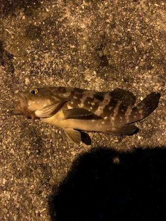 堤防からマイクロテンヤ