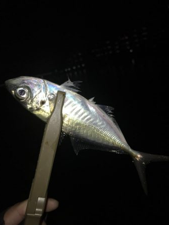 まだまだ釣れるアジング