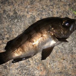 久々メバリング