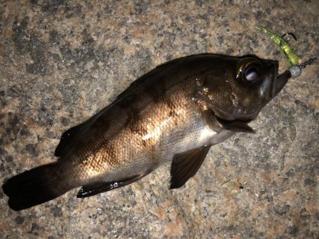 久々メバリング