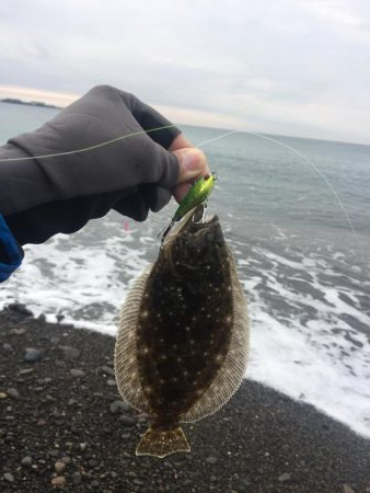 初ヒラメ…ソゲ。