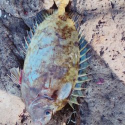 フカセ釣り  エギング