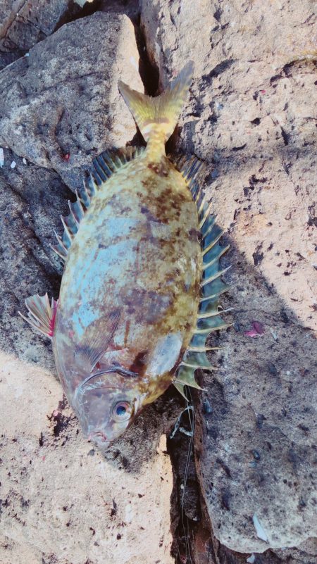 フカセ釣り  エギング