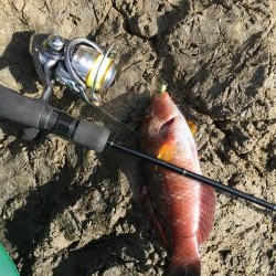 寝坊からのガシリング