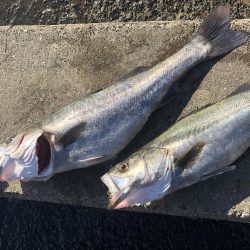 青物釣行