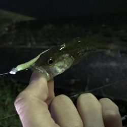 クリスマス釣りー