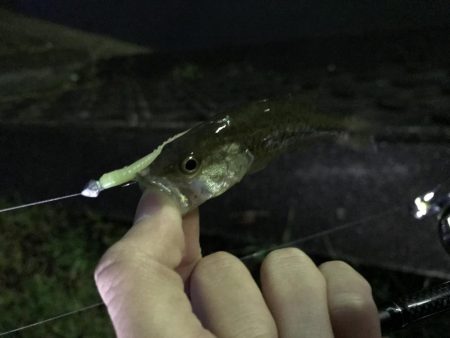 クリスマス釣りー