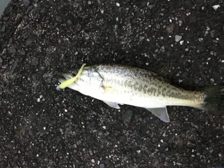 この時期でも小さいのは簡単