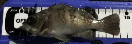 みぞれアジング