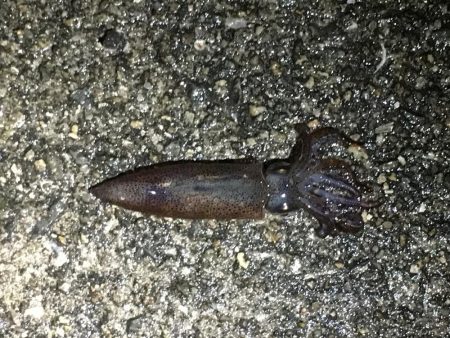 ひいか、たけのこめばる