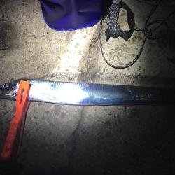 太刀魚 復調⁉️