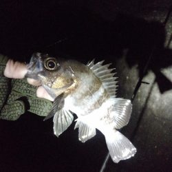 アコウとメバル