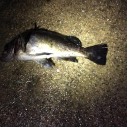 メバリングのつもりが・・・