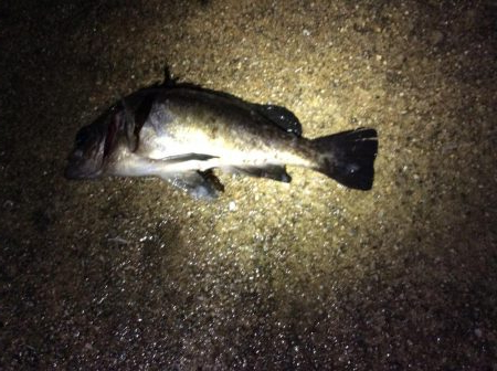 メバリングのつもりが・・・