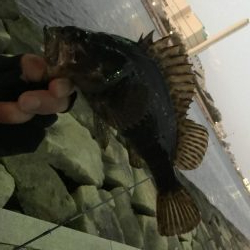 芦屋浜アジング