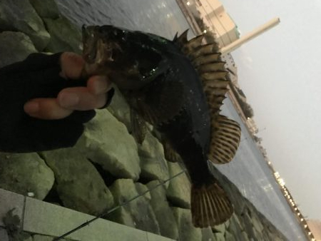 芦屋浜アジング