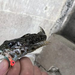 タケノコメバルとアナハゼ