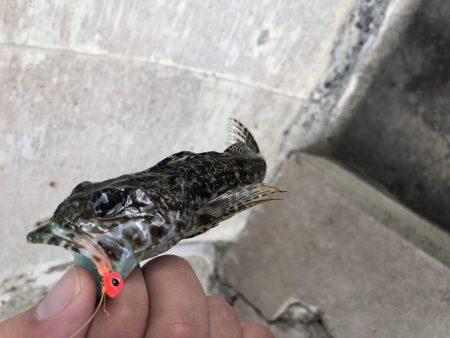 タケノコメバルとアナハゼ