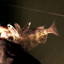 鳥取メバリング