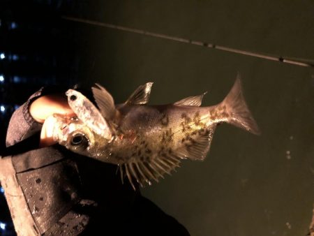 鳥取メバリング