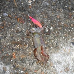 デイから夕まずめヒイカ