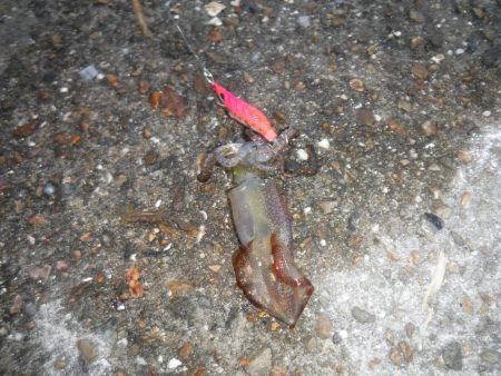 デイから夕まずめヒイカ