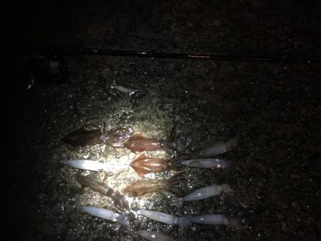 雨の中ヒイカエギング