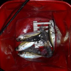 人生初のヒイカ