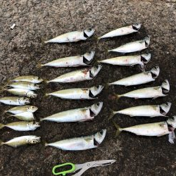 アナゴ→アジ→サバ