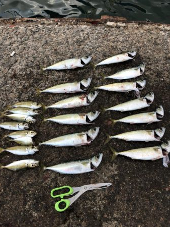 アナゴ→アジ→サバ