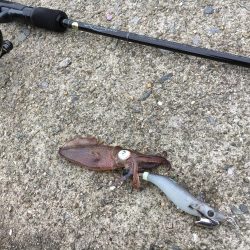 ヒイカ遠征釣行！！