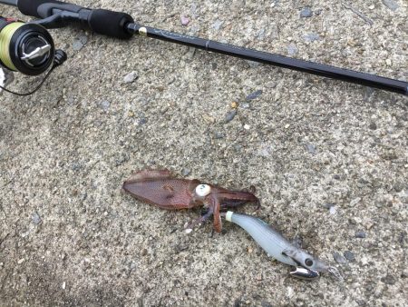 ヒイカ遠征釣行！！