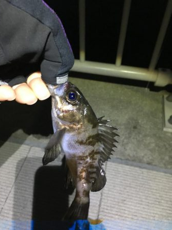 久しぶりのメバリング