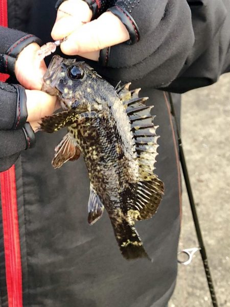 鳴門☆漁港近辺の調査☆