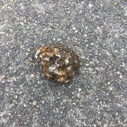 武豊緑地は平和