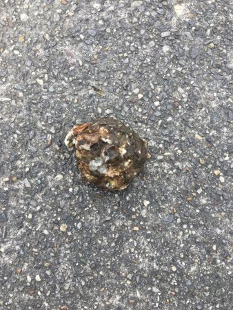 武豊緑地は平和