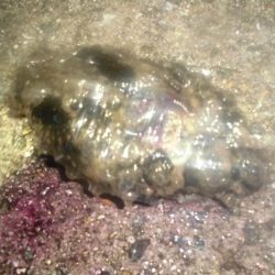 ぎゃぁあああ！！！（グロ注意）