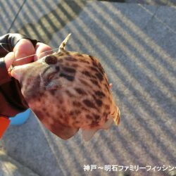 ファミリーフィッシング釣り納めでアイナメ22㎝