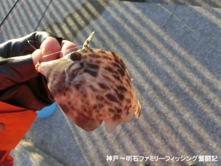 ファミリーフィッシング釣り納めでアイナメ22㎝