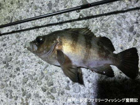 激寒の中何とかメバル