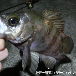 あたたかメバリング