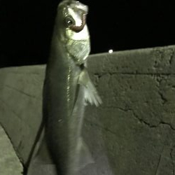 イカ、メバル、セイゴ、小鯛