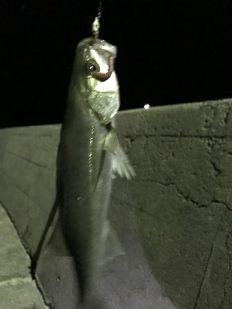 イカ、メバル、セイゴ、小鯛