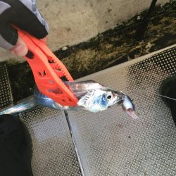 タチウオジギング とテンヤ