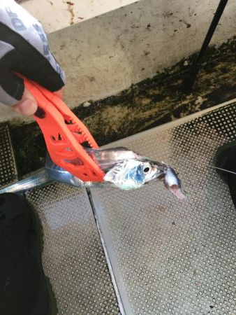 タチウオジギング とテンヤ